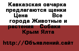 Кавказская овчарка -предлагаются щенки › Цена ­ 20 000 - Все города Животные и растения » Собаки   . Крым,Ялта